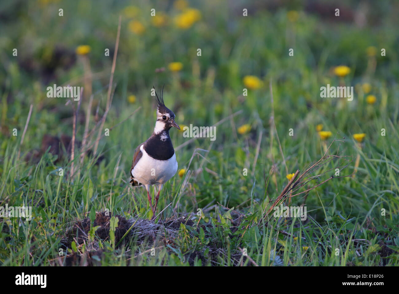 Northern Lapwing (Vanellus vanellus) in spring, breeding habitat. Europe Stock Photo