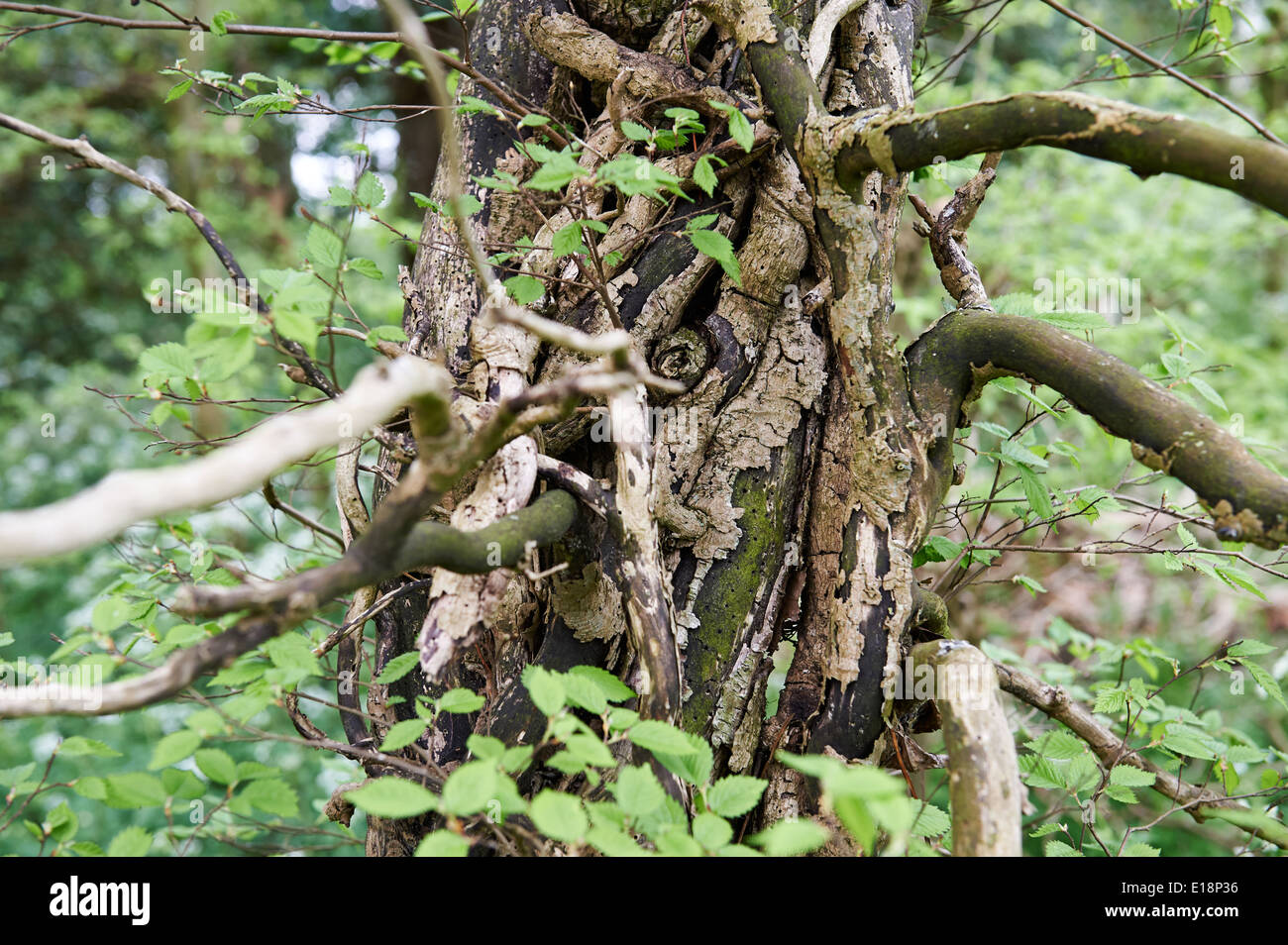 Old Overgrown Hornbeam (Carpinus betulus) Coppice Tree in English Wild Woodland Stock Photo