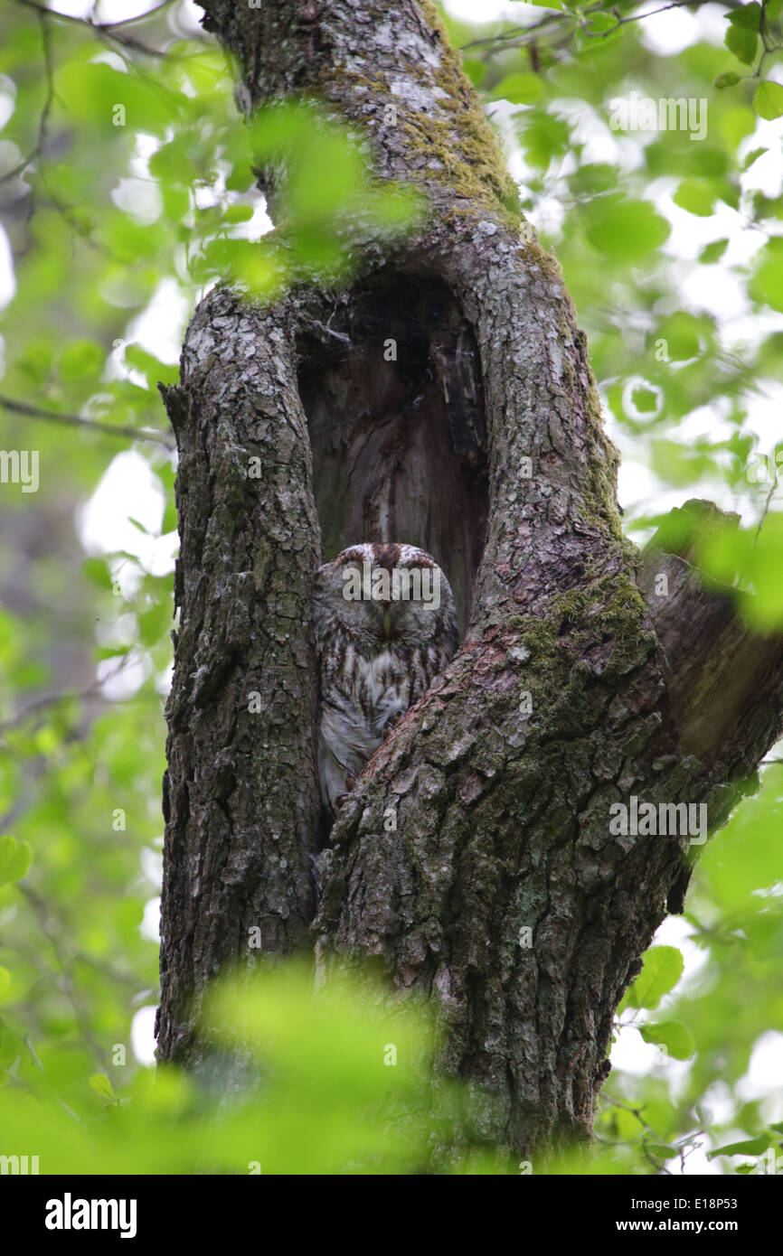 Wild Tawny Owl (Strix aluco)  resting in tree hole. Europe Stock Photo