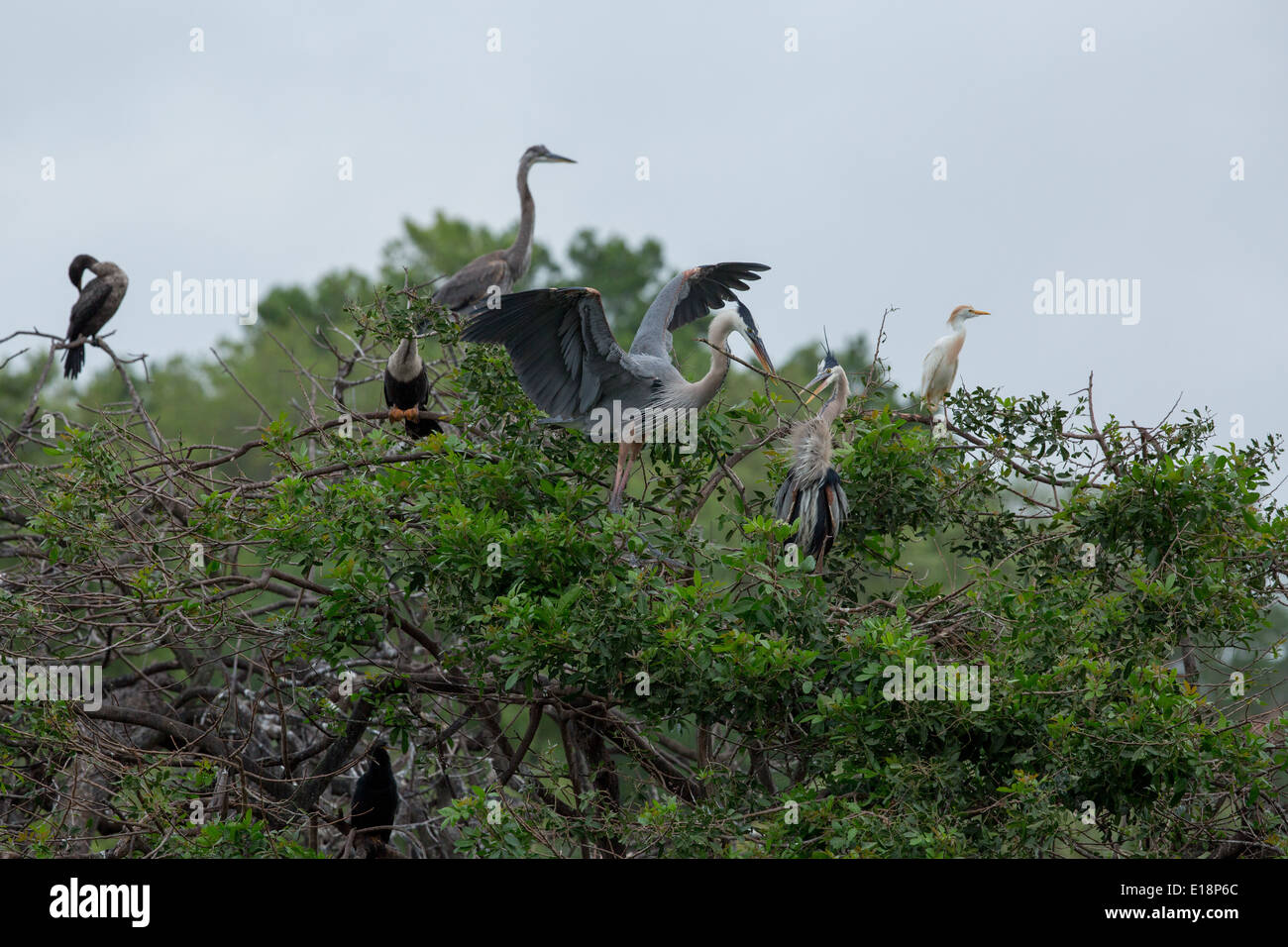 Birds nesting in trees at Audubon society site venice rookery Stock Photo