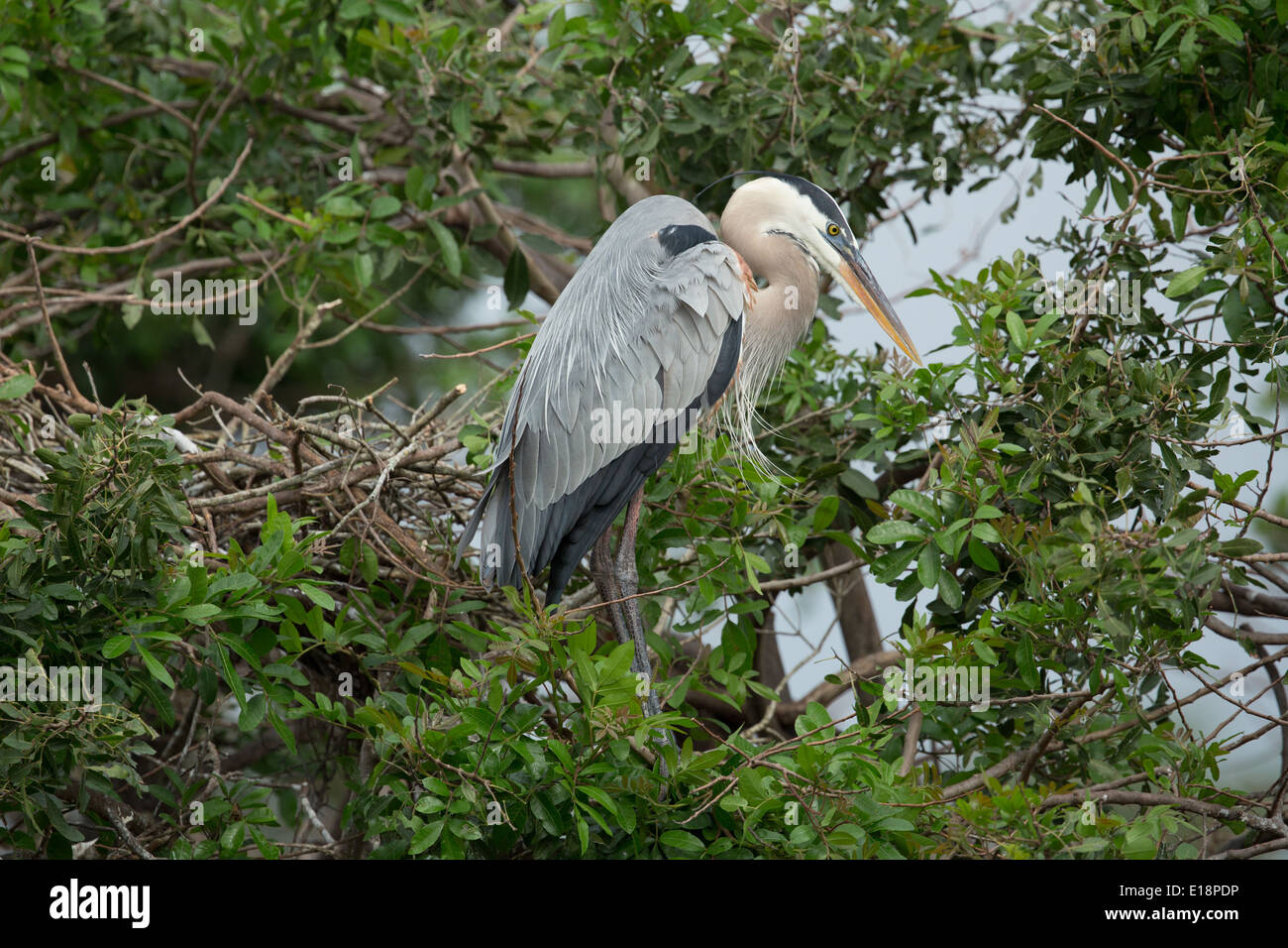 Great blue heron nest hires stock photography and images Alamy