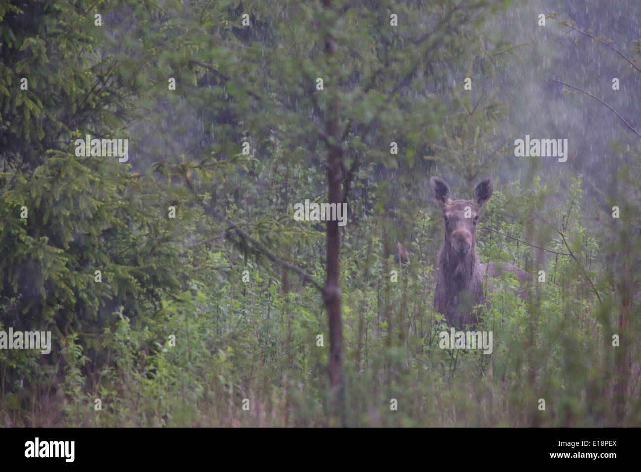 European Elk (Alces alces) in heavy rainfall. Estonia Stock Photo