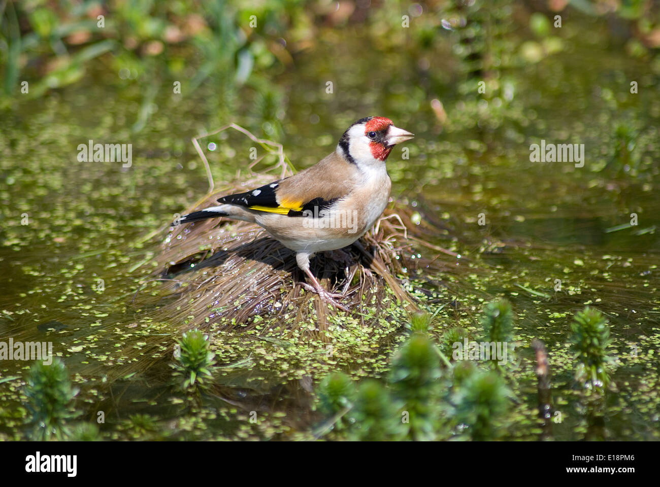 goldfinch drinking at pond Stock Photo