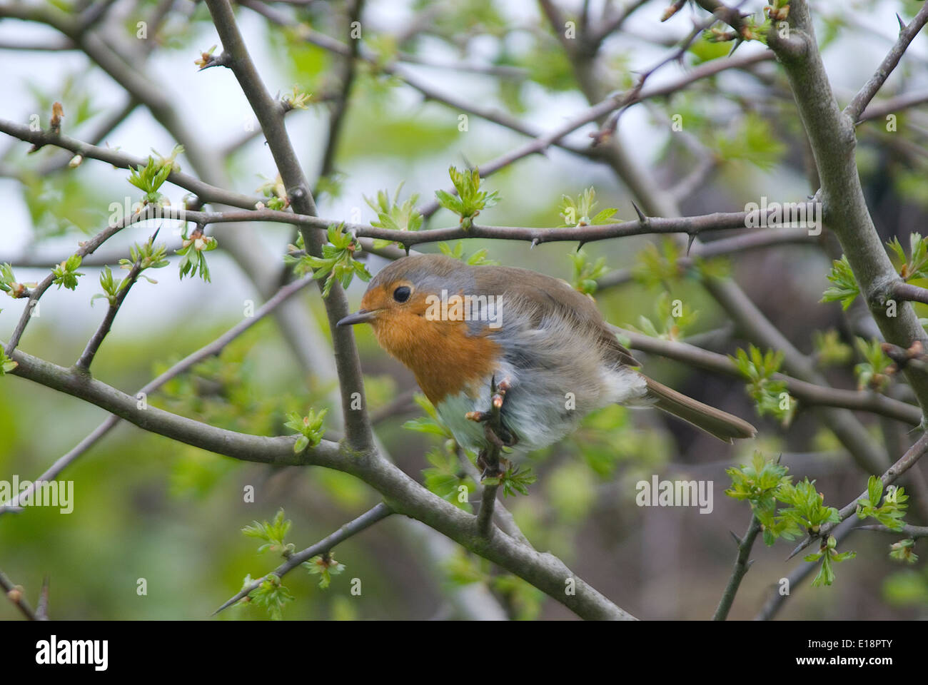 Robin hunting from perch in Hawthorn tree. Stock Photo