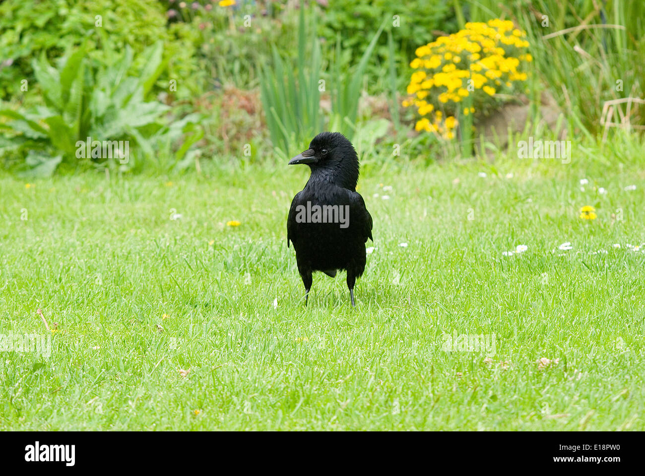 Carrion crow in an aggressive pose. Shortly after taking this photo a fight broke out between this bird and another. Stock Photo