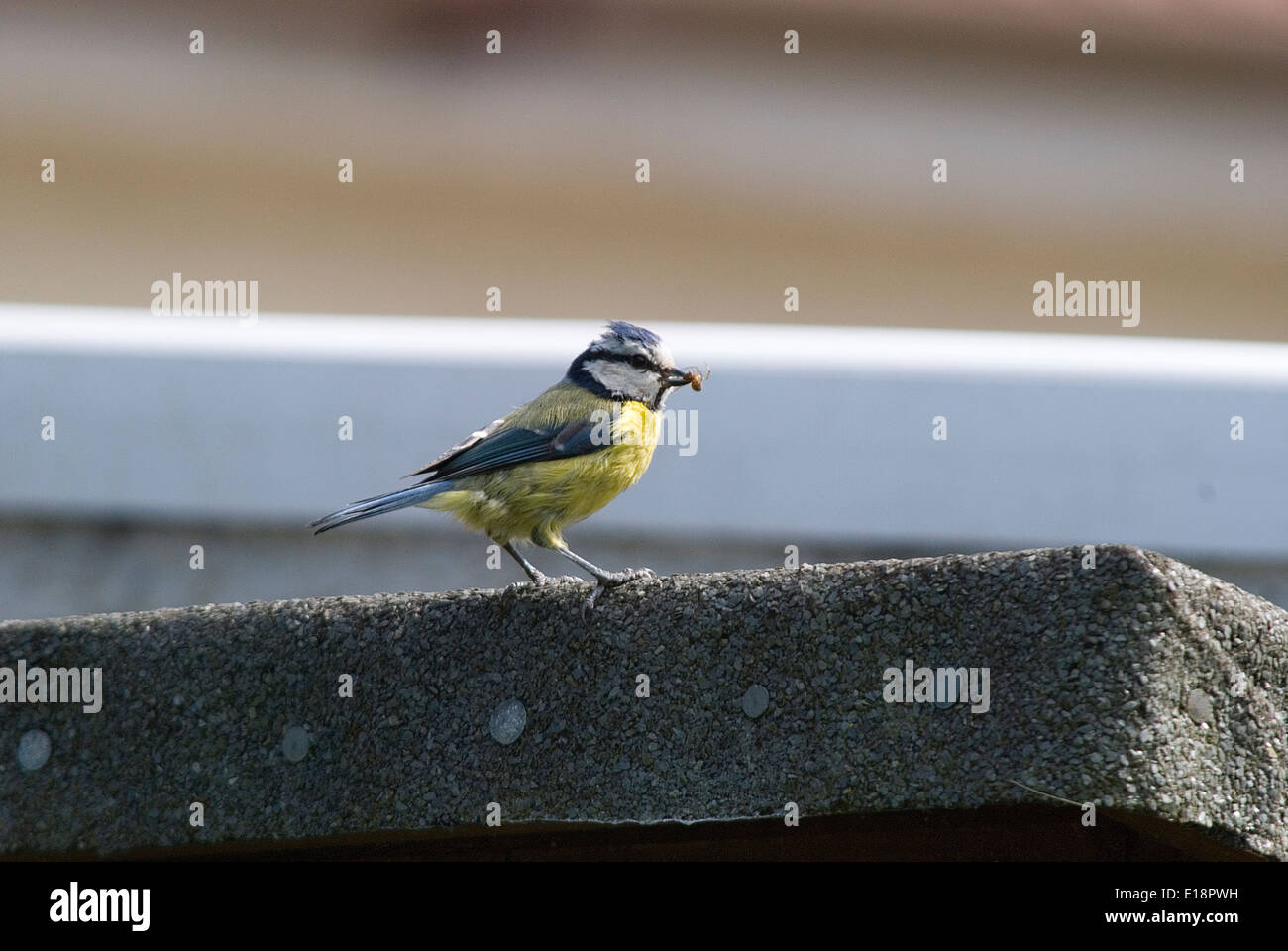 Blue tit with spider Stock Photo