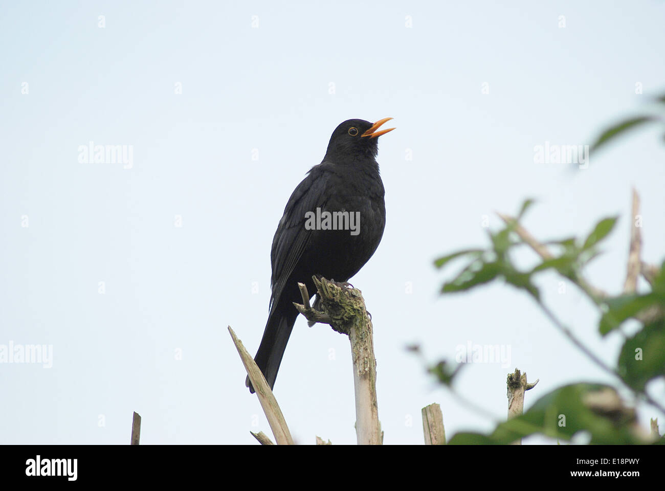 Blackbird singing Stock Photo