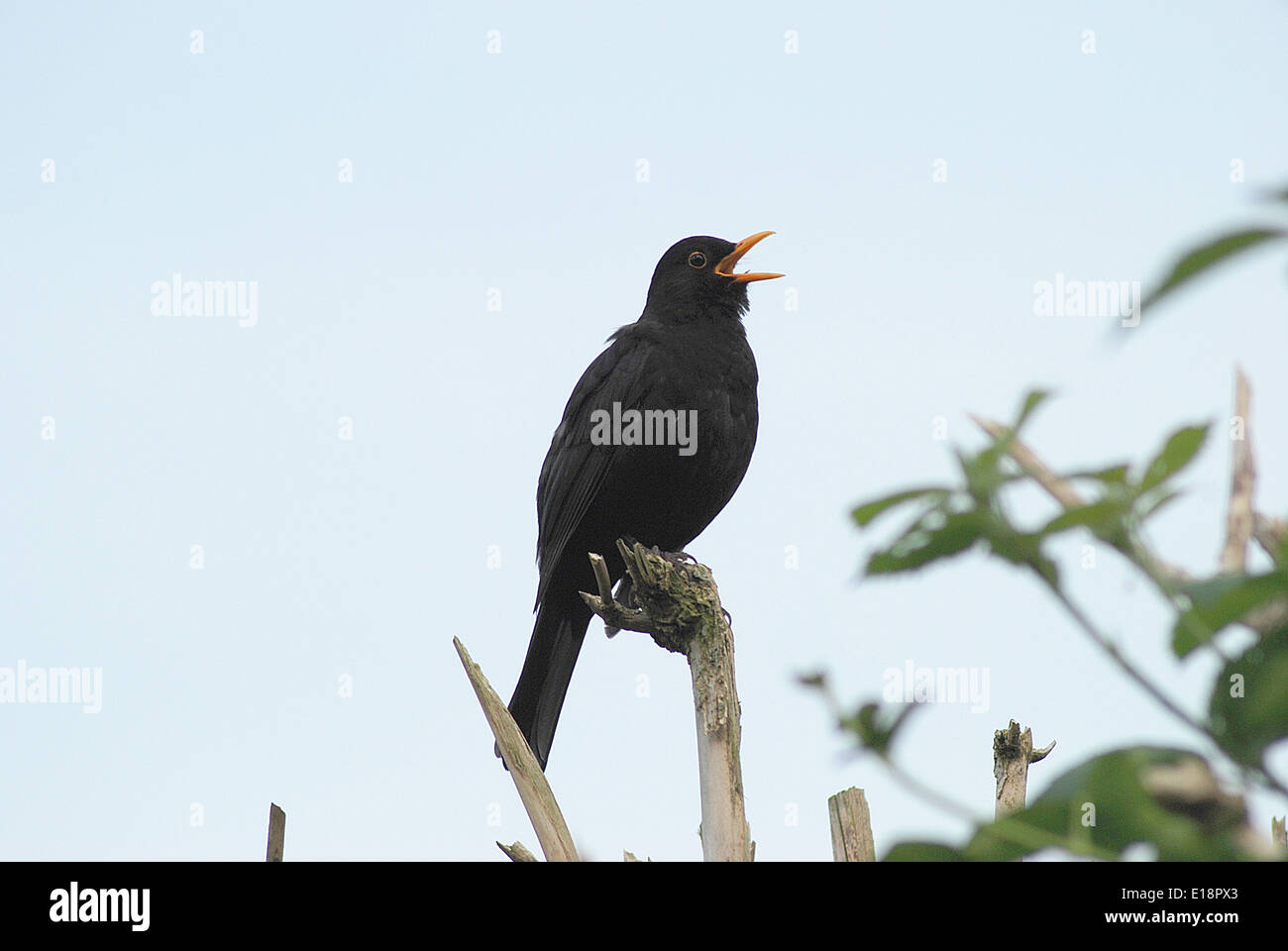 Blackbird singing Stock Photo