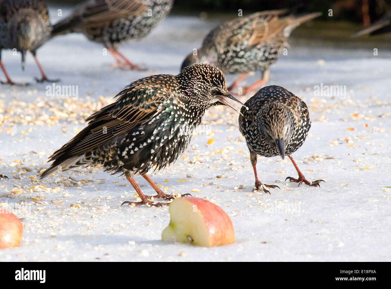Starlings in winter feeding at ground level. Stock Photo