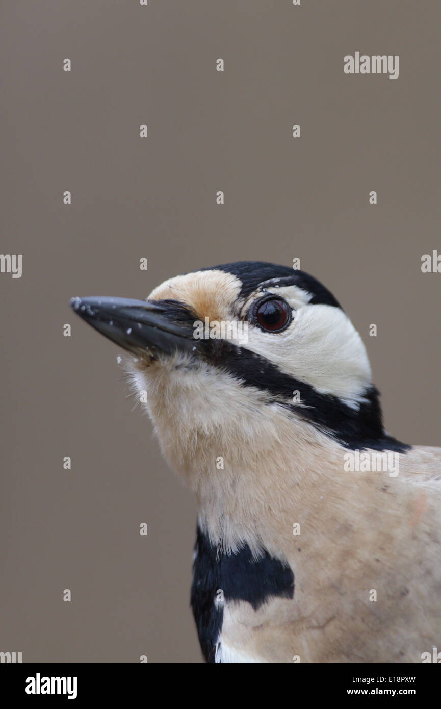 Portrait of female Great Spotted Woodpecker. Europe Stock Photo