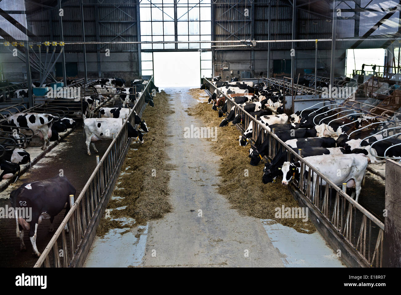 Cow-house in the BioScience Center of Wageningen University in Lelystad, Netherlands, May 19, 2014. (CTK Photo/Martin Sterba) Stock Photo
