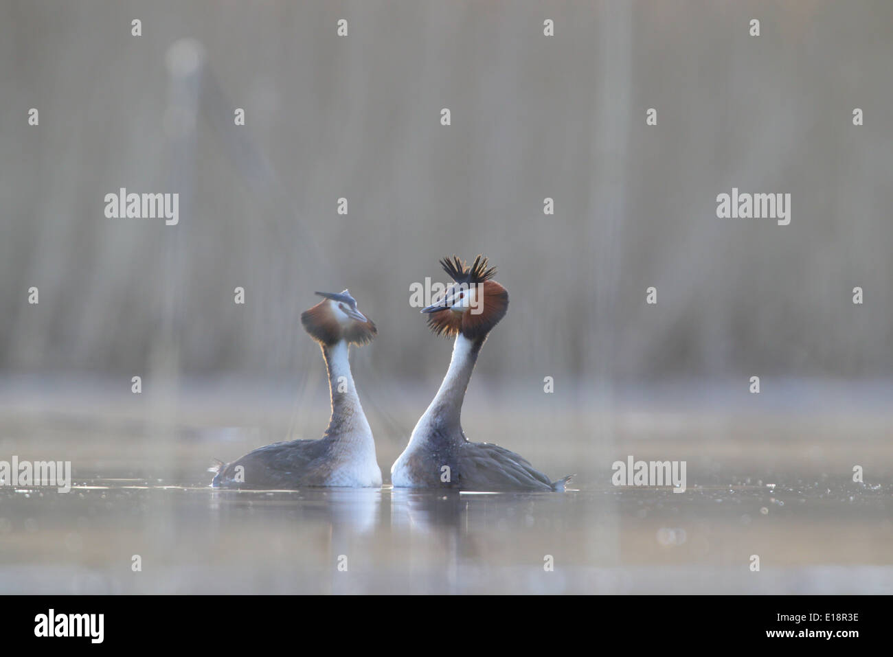 Courting Great Crested Grebes (Podiceps cristatus) Stock Photo