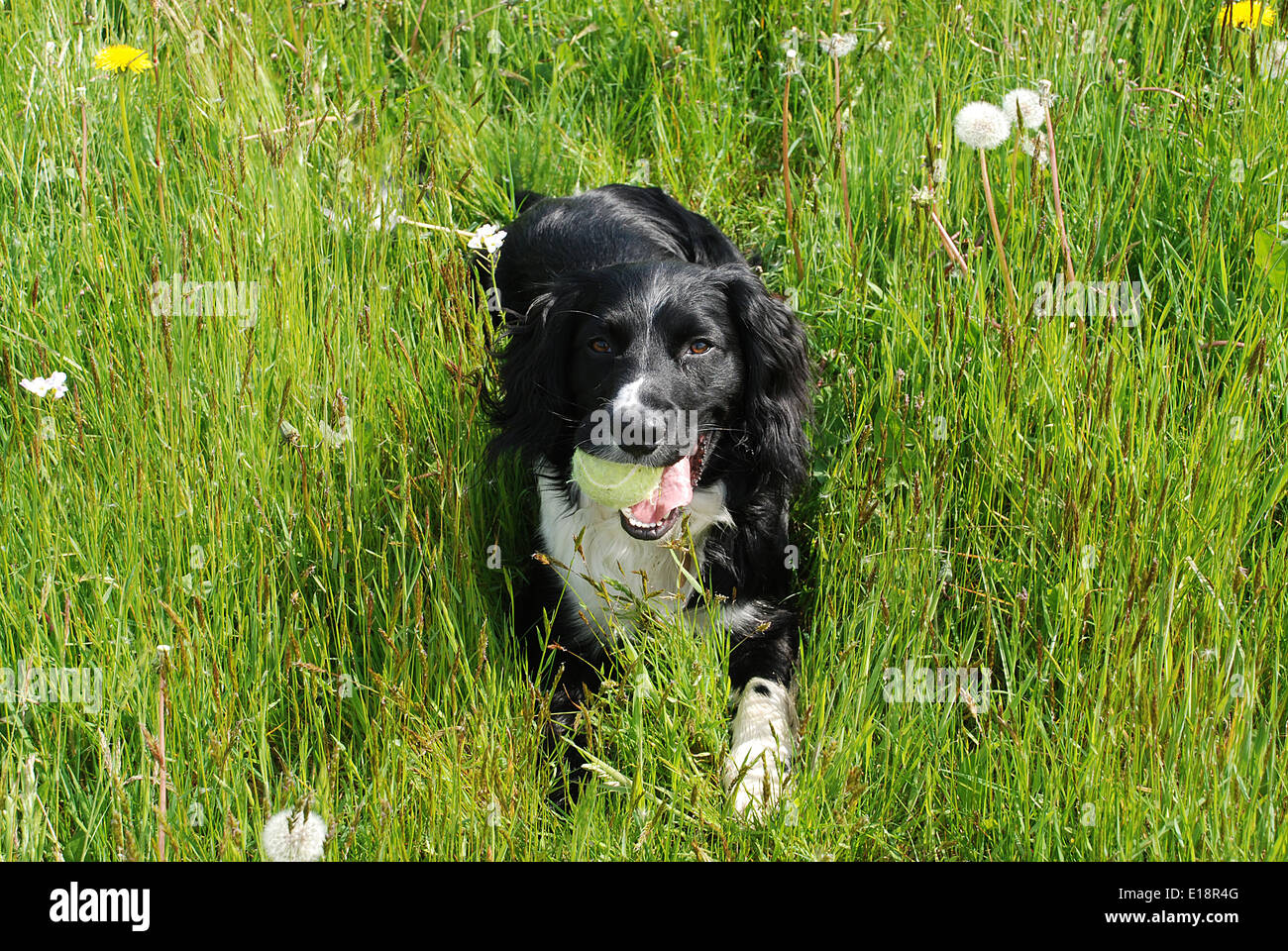 Oscar resting in a meadow with a tennis ball. He is a cross between a border collie and a springer spaniel, a sprollie! Stock Photo