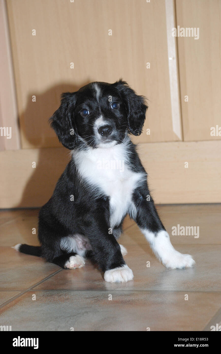 Oscar the sprollie as a puppy. He is a cross between a border collie and a  springer spaniel, a sprollie! Stock Photo - Alamy