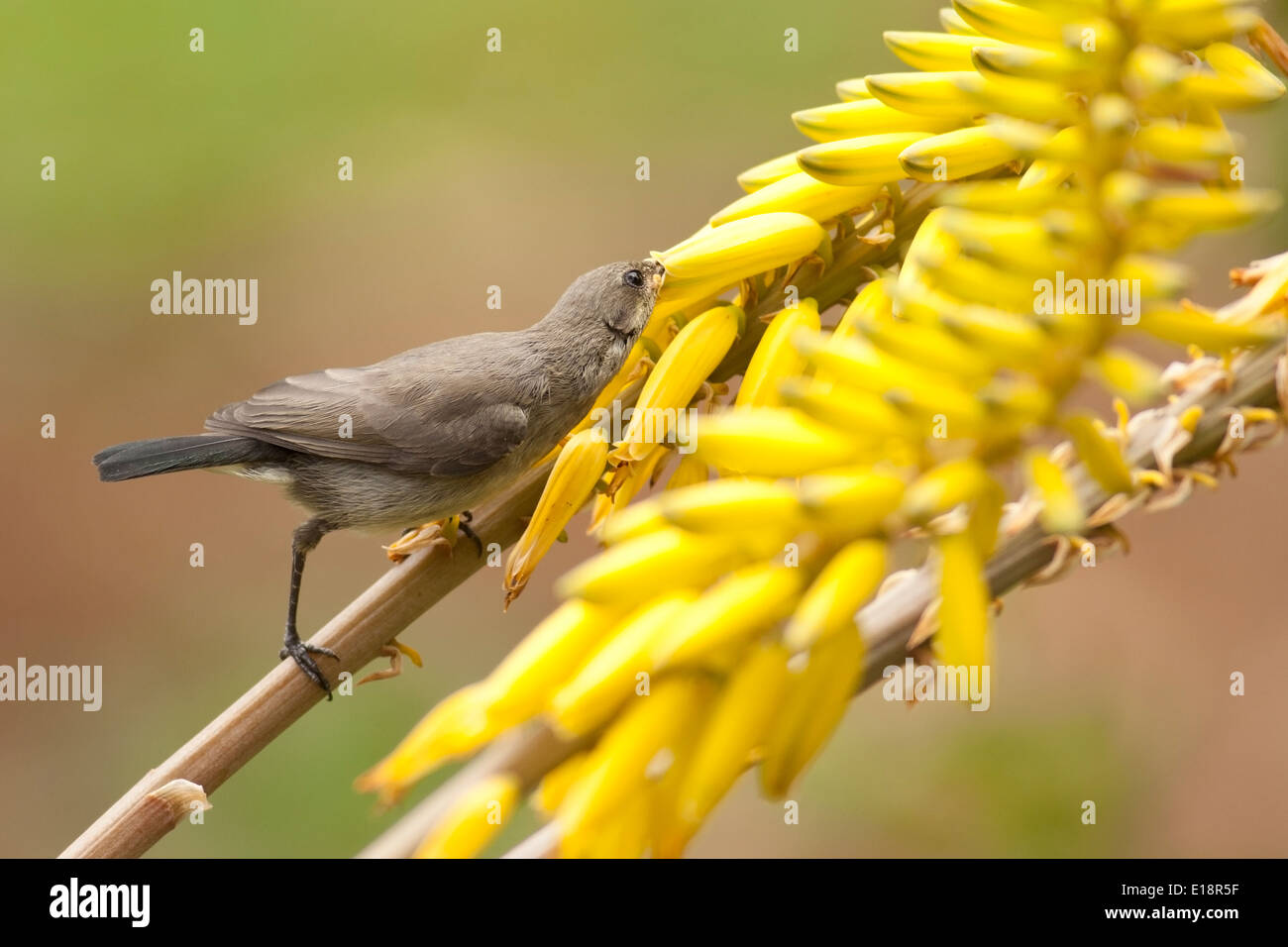 Female Palestine Sunbird or Northern Orange-tufted Sunbird (Cinnyris oseus) Stock Photo