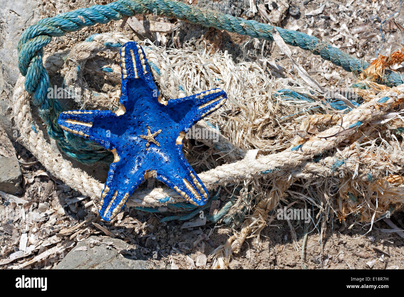Blue starfish hi-res stock photography and images - Alamy
