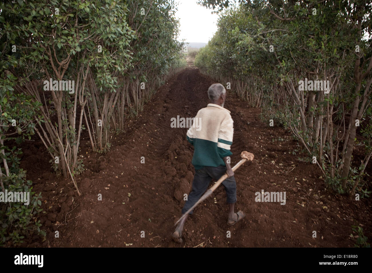 Khat farming hires stock photography and images Alamy