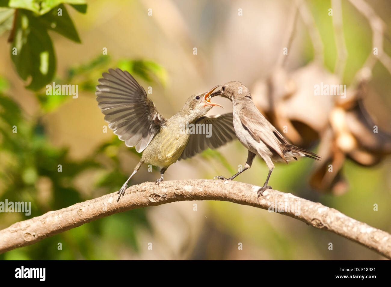 Female Palestine Sunbird or Northern Orange-tufted Sunbird (Cinnyris oseus) feeds a young hatchling. Stock Photo