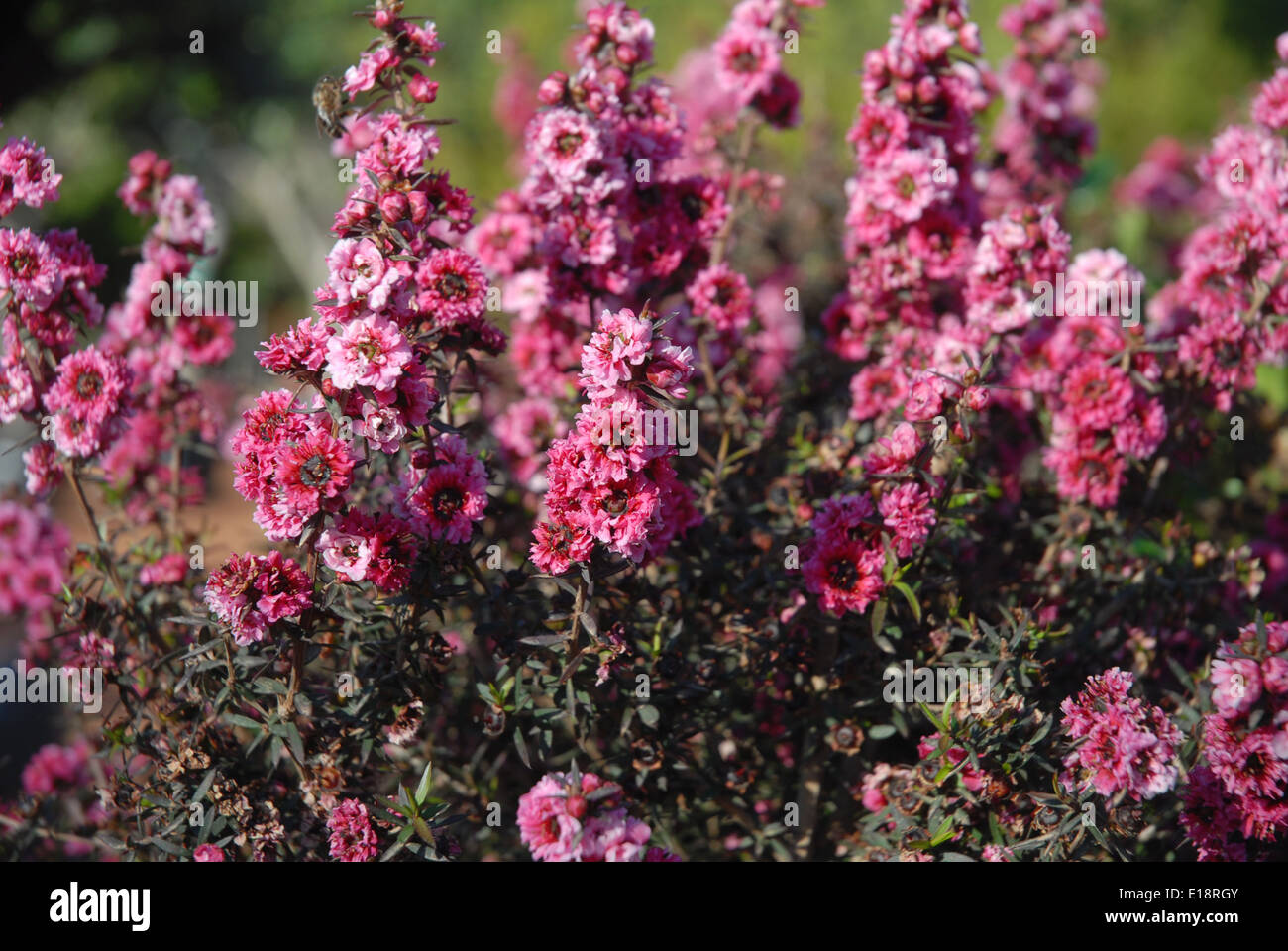 Leptospermum scoparium or Manuka myrtle in flower, commonly called New Zealand teatree, native to Australia  and New Zealand Stock Photo