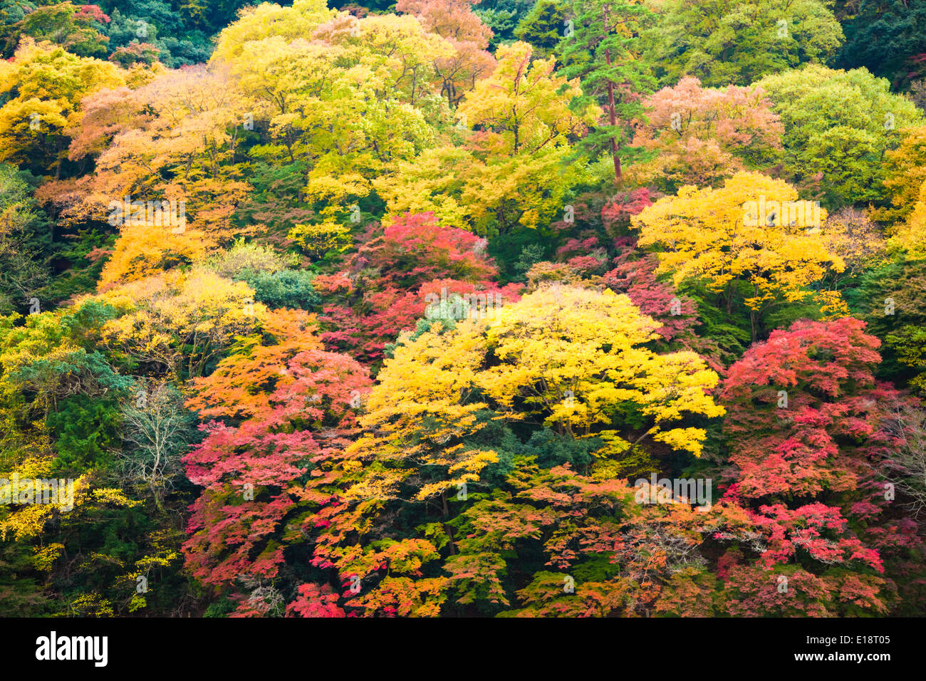 Autumn in Kyoto, Japan. The garden trees are red, orange and yellow Stock Photo