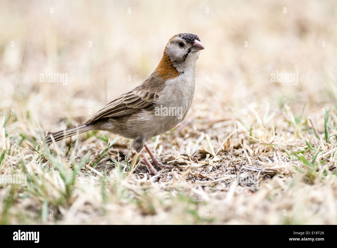 Speckle-Fronted Weaver (Sporopipes frontalis). Photographed in Tanzania Stock Photo