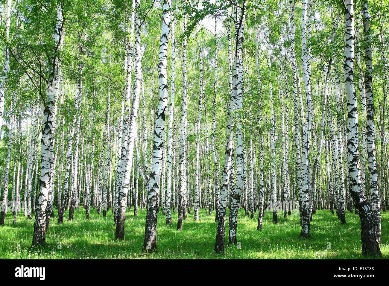 Spring birch forest Stock Photo