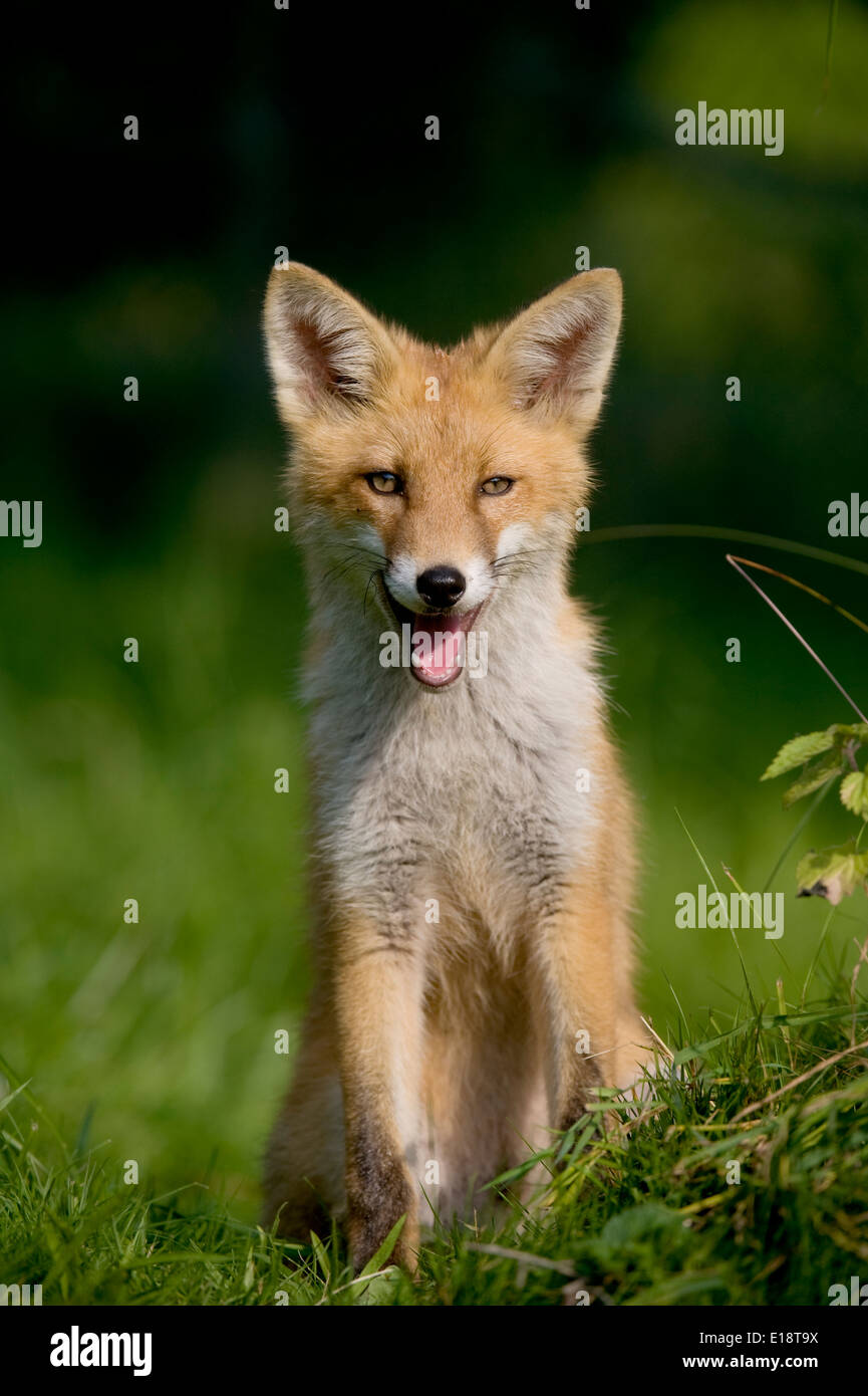 Red fox, Fox, Vulpes vulpes, sitting in meadow and looks into the camera Stock Photo