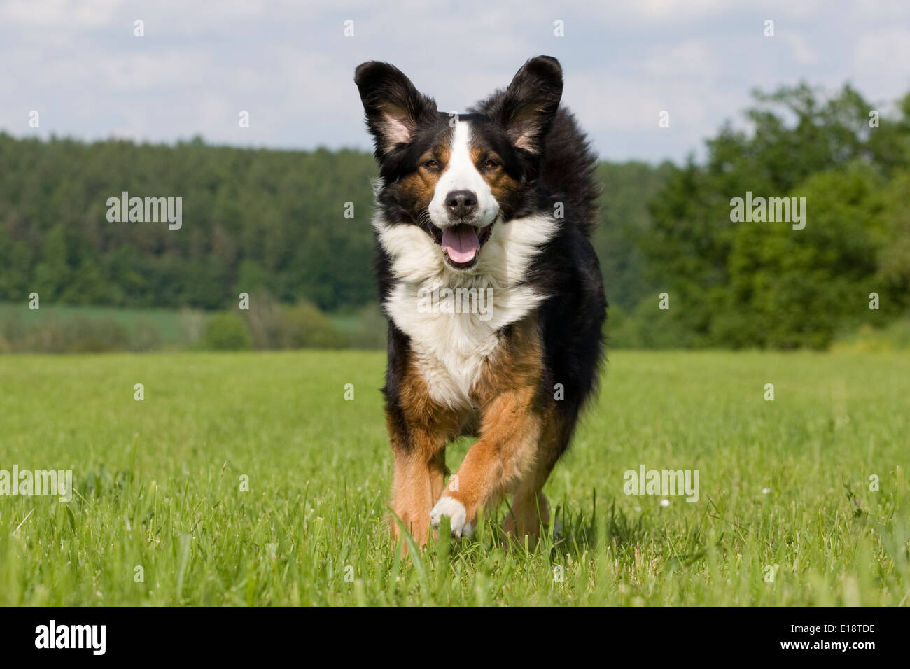 bernese mountain dog jumping