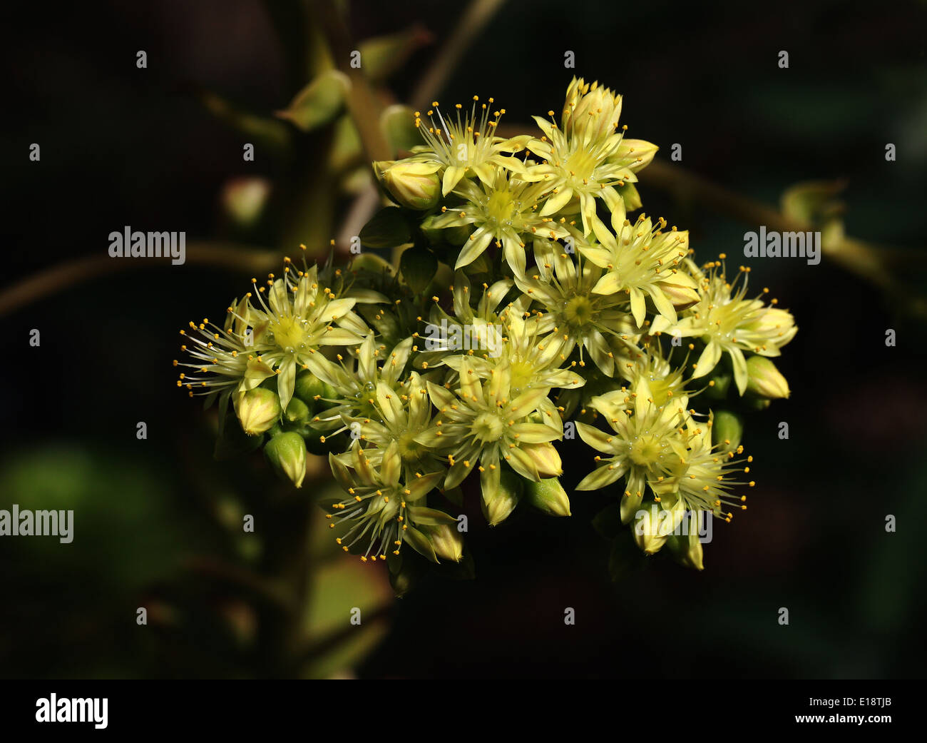 Aeonium palmense, Crassulaceae. Canary Islands, Spain. Stock Photo