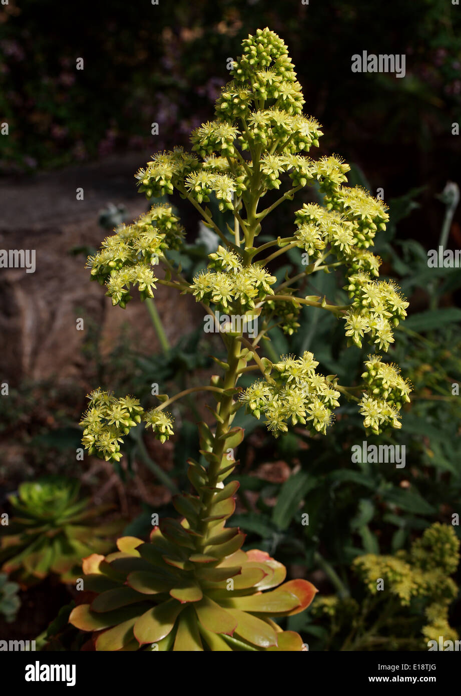La Palma Aeonium, Aeonium palmense, Crassulaceae. Canary Islands, Spain. Stock Photo