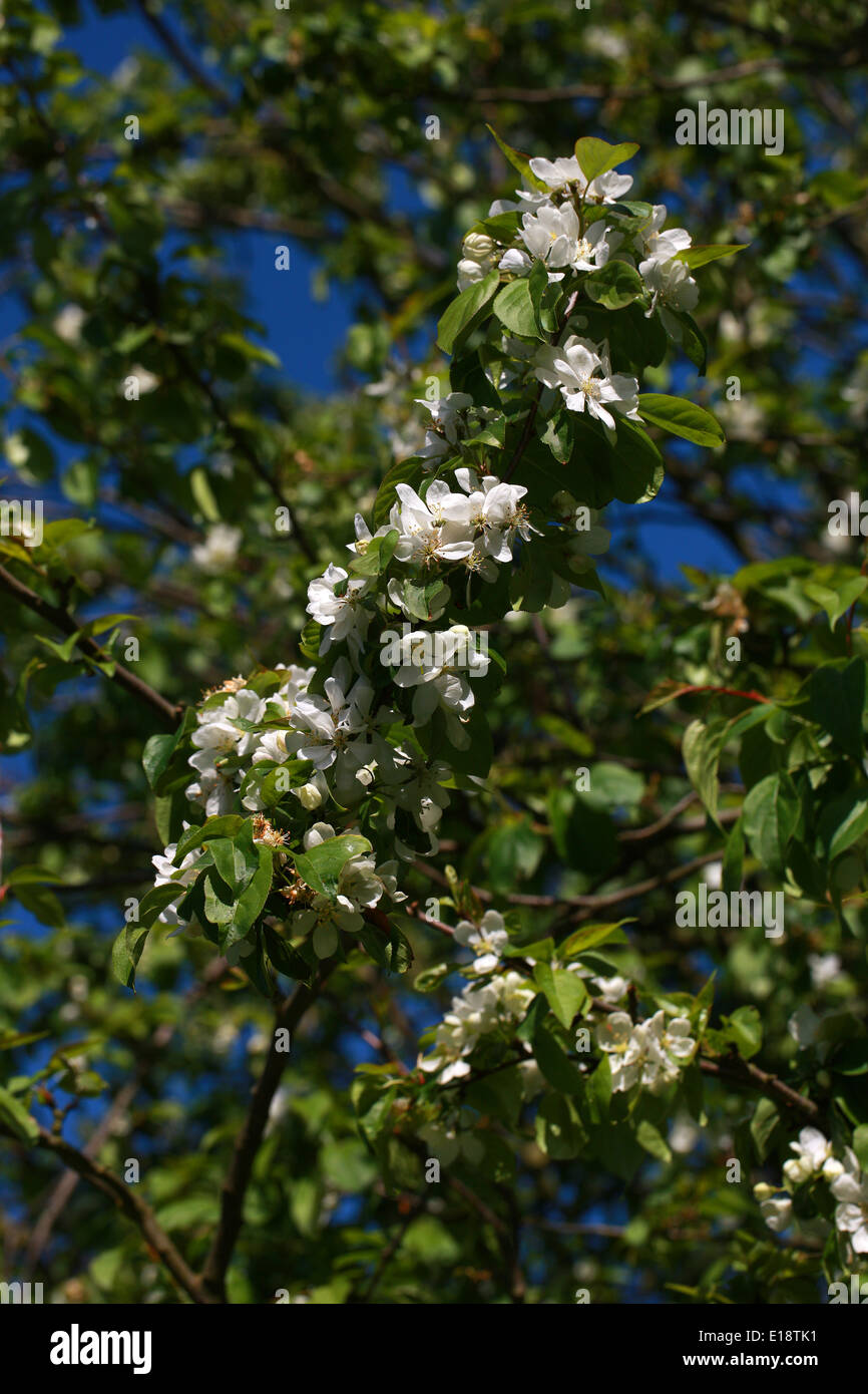 Siberian Crabapple, Siberian Crab, Manchurian Crab Apple or Chinese Crab Apple, Malus baccata 'Columnaris', Rosaceae. Asia. Stock Photo