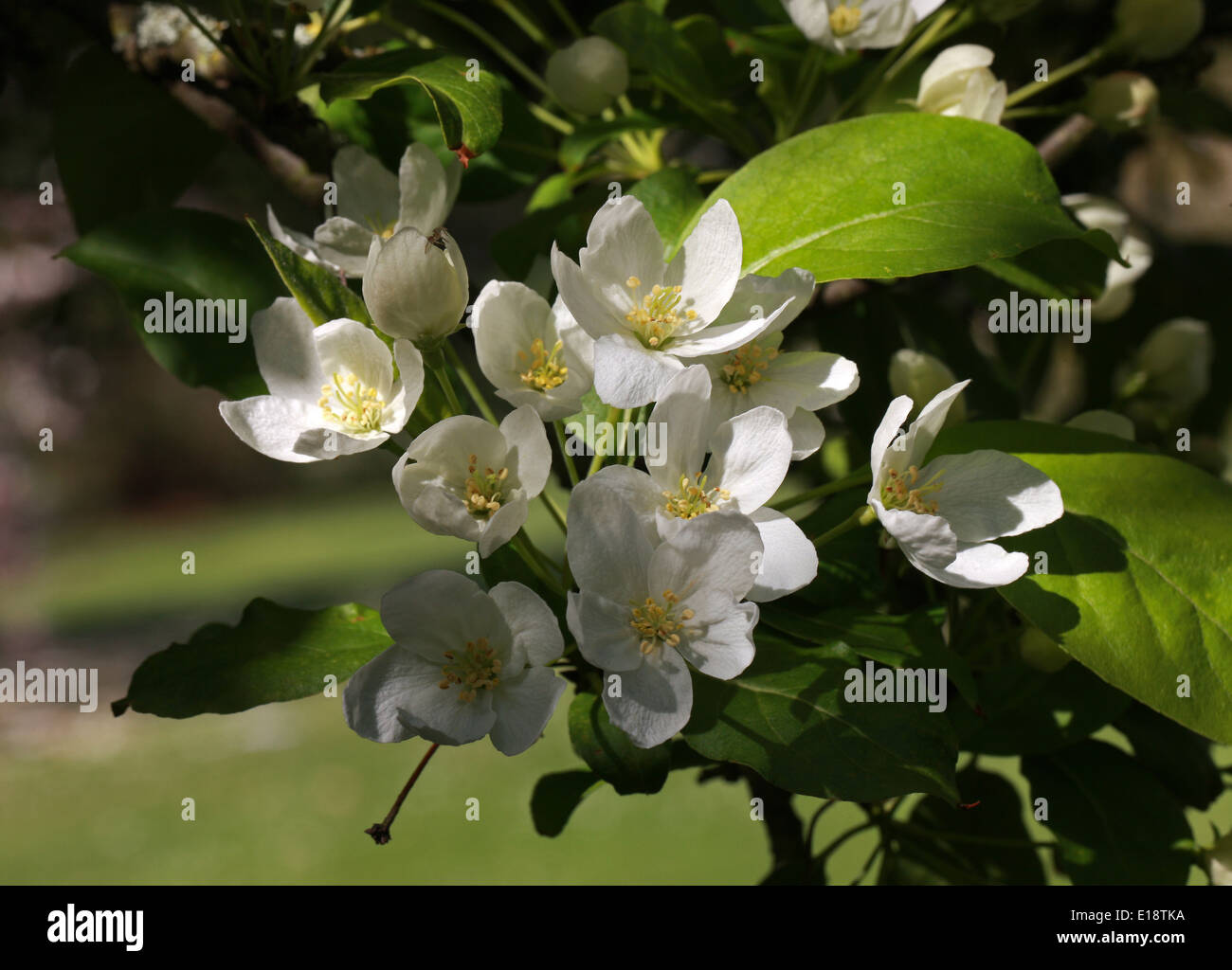 Jack Flowering Crabapple, Jackii Siberian Crabapple, Korean Crabapple, Malus baccata var. jackii, Rosaceae. Korea. Stock Photo