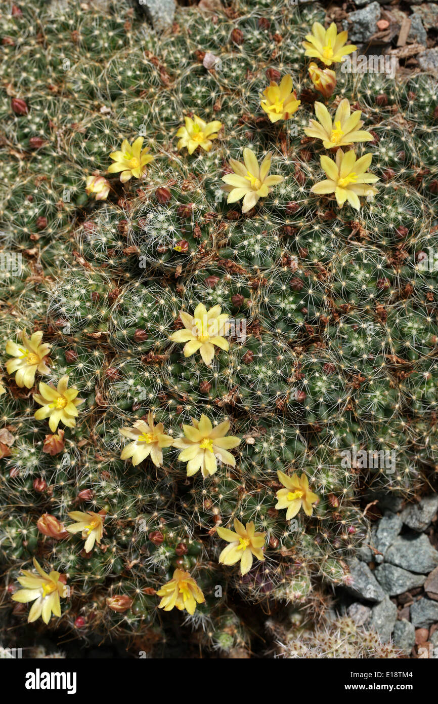 Cactus, Mammillaria surculosa, Cactaceae. North East Mexico. Stock Photo