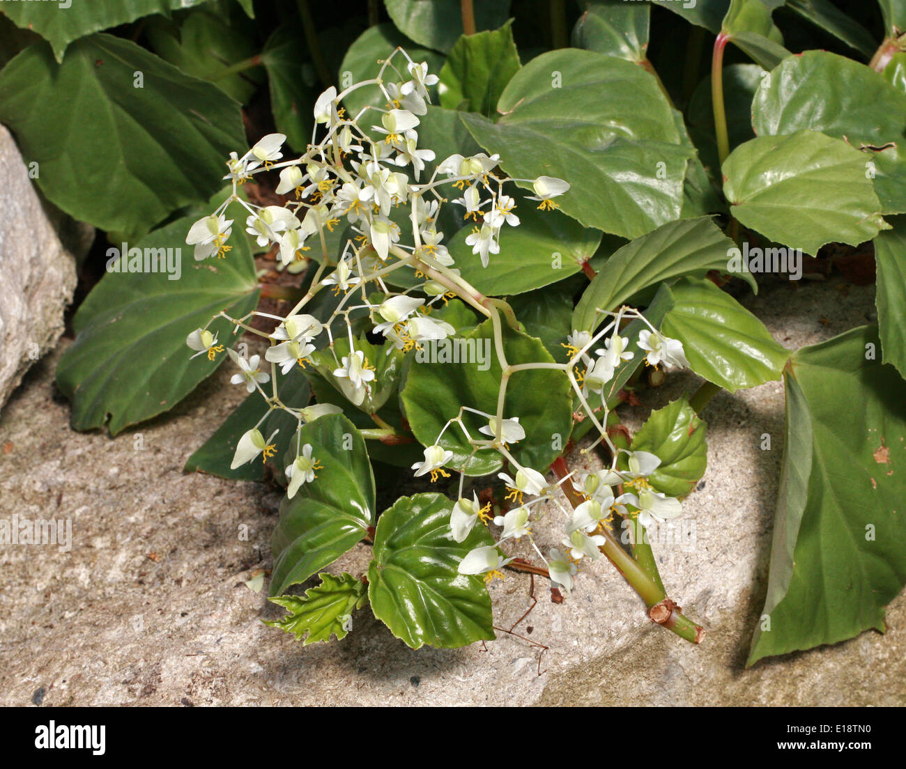 Morning-glory Begonia, Shield Leaf Begonia, Begonia convolvulacea, Begoniaceae. Brazil, South America. Stock Photo