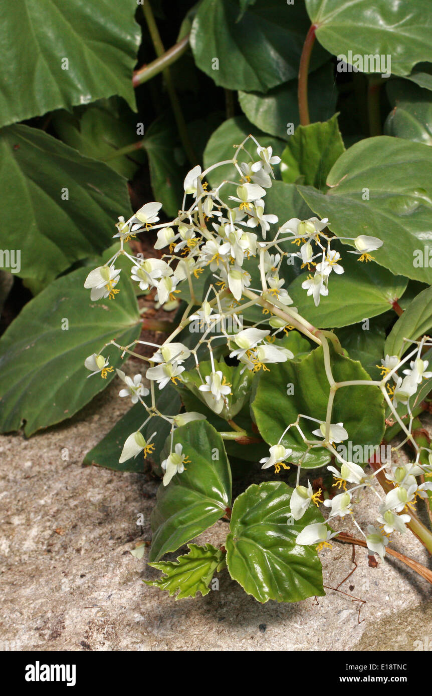 Morning-glory Begonia, Shield Leaf Begonia, Begonia convolvulacea, Begoniaceae. Brazil, South America. Stock Photo