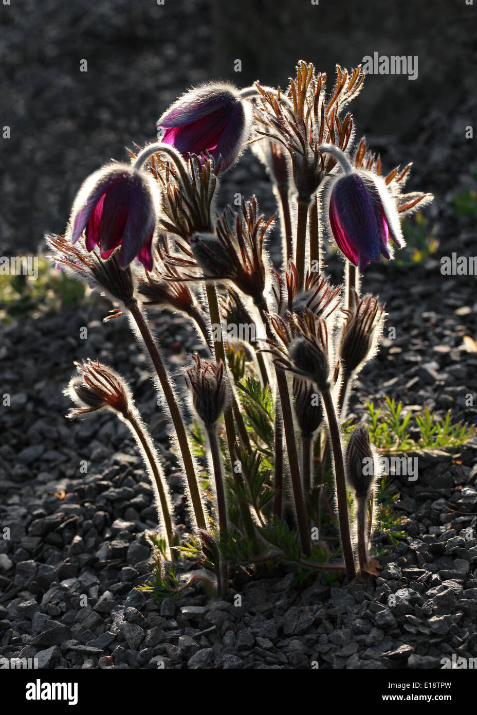 Backlit Pulsatilla montana, Ranunculaceae. Stock Photo