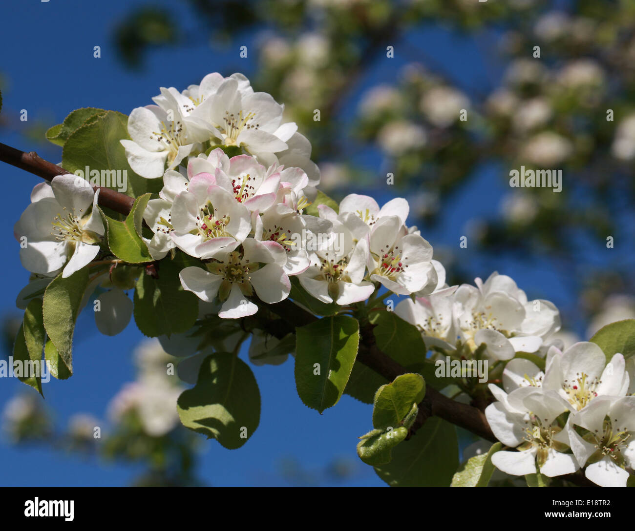Common (Wild) Pear, Pyrus communis 'Beech Hill', Rosaceae. Stock Photo