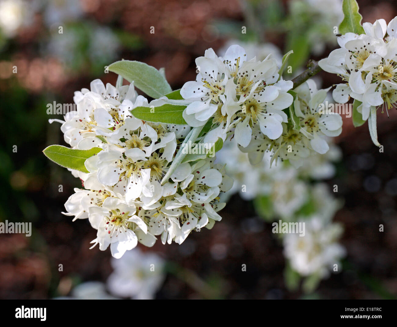 Snow Pear, Pyrus nivalis, Rosaceae. Mediterranean. Stock Photo