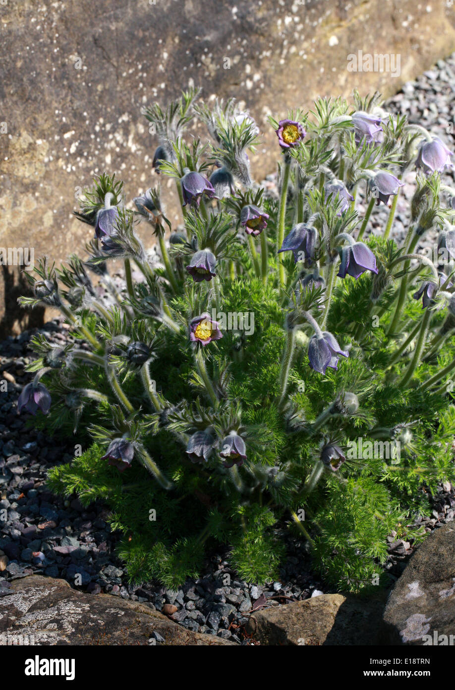 Pasque Flower, Pasqueflower, Wind Flower, Prairie Crocus, Easter Flower, or Meadow Anemone, Pulsatilla violacea subsp. georgica Stock Photo