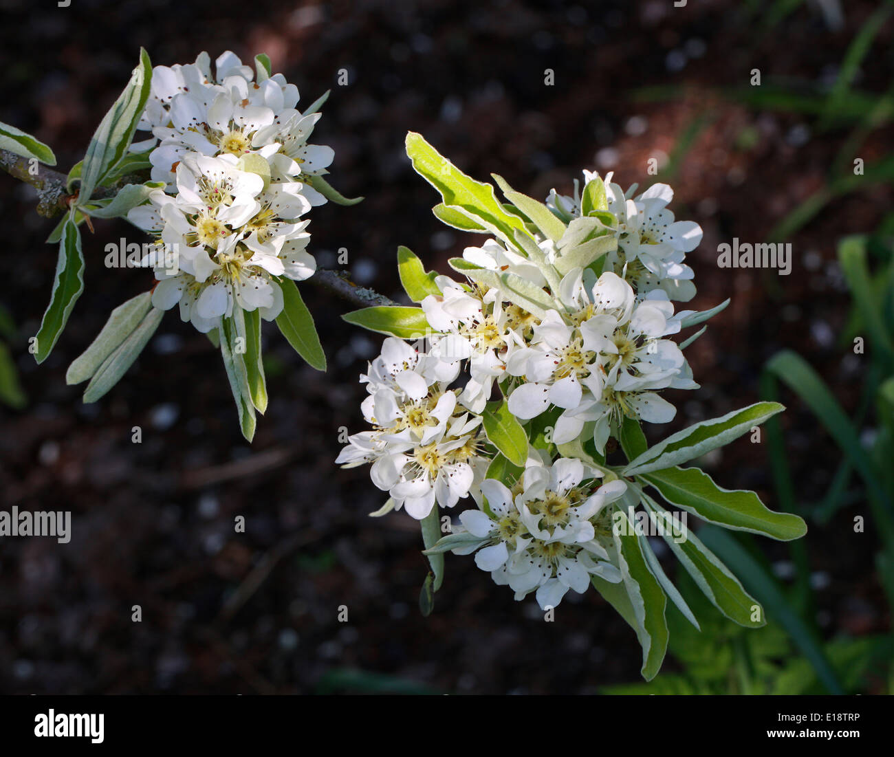 Snow Pear, Pyrus nivalis, Rosaceae. Mediterranean. Stock Photo