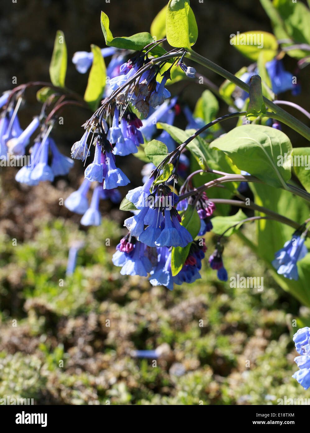 Virginia Bluebells, Mertensia virginica, Boraginaceae. North America. Stock Photo