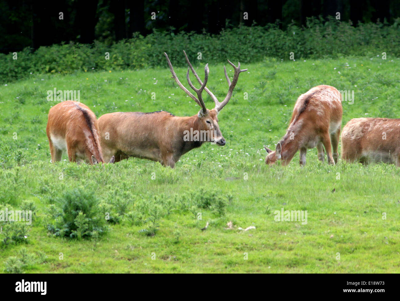 Group of Père David's deer (Elaphurus davidianus) , a.k.a. milu or elaphure, with a an antlered stag among them Stock Photo