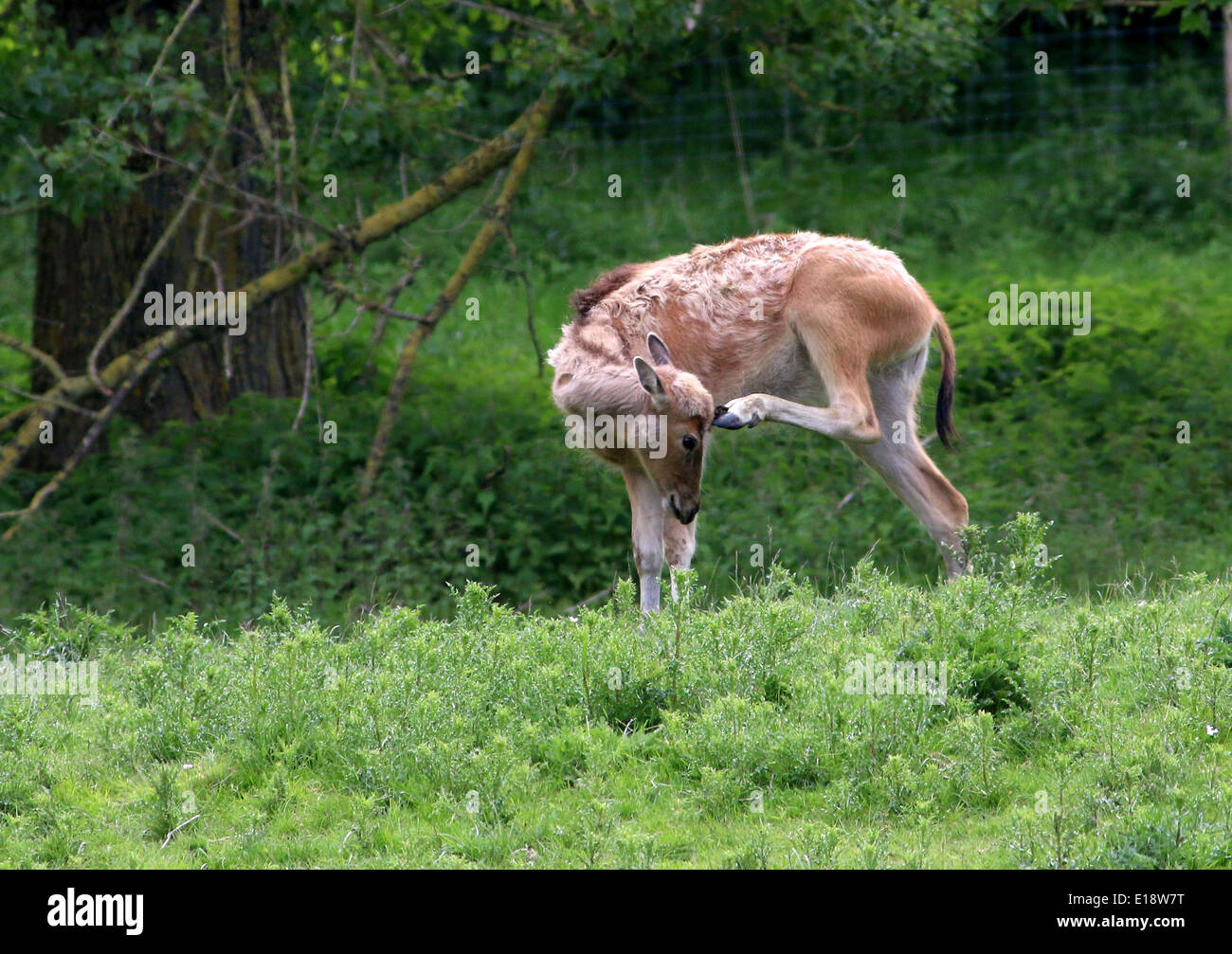 Moulting Père David's deer (Elaphurus davidianus) with an itch Stock Photo