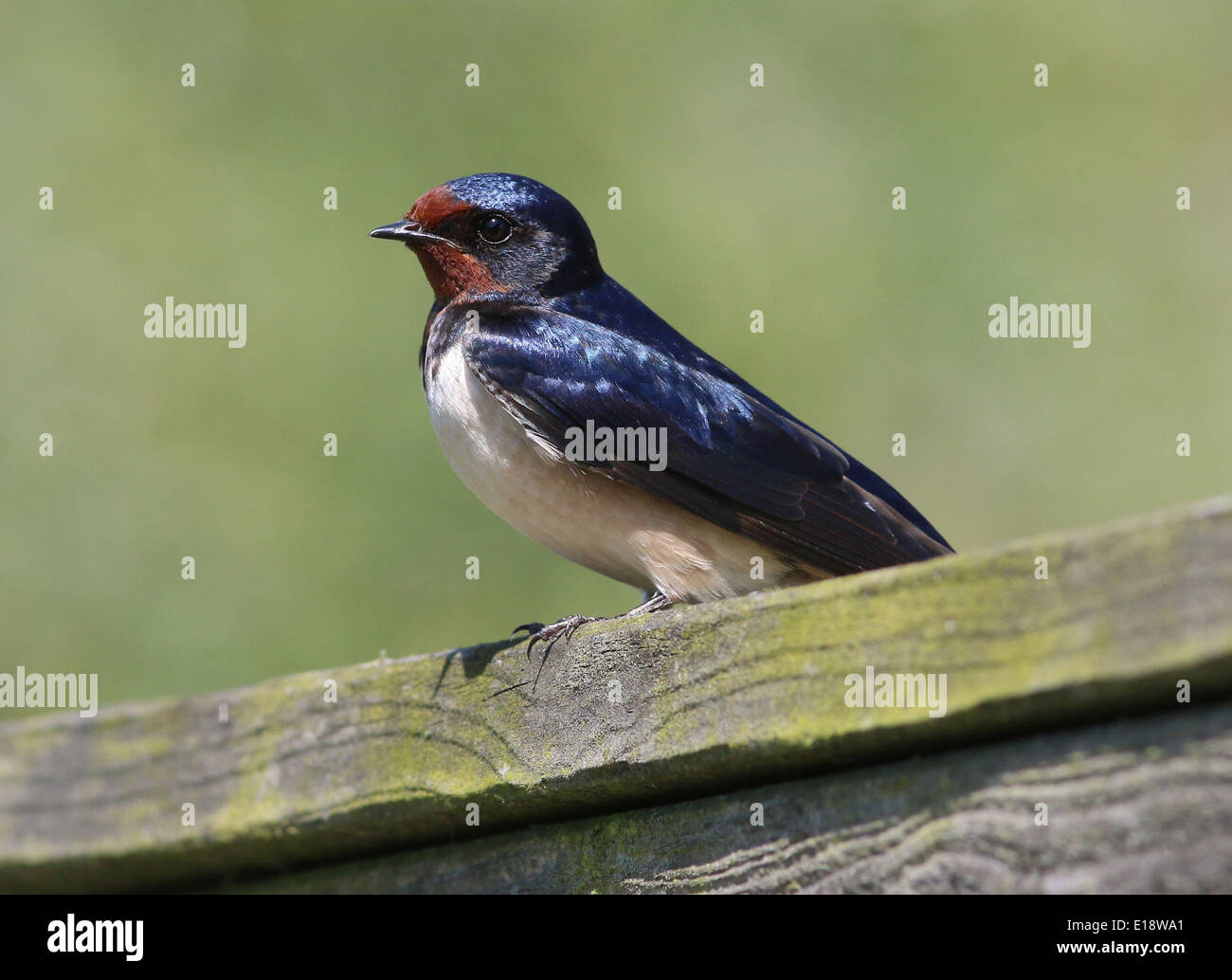 Detailed close up of a Barn swallow (Hirundo rustica) posing on a fence Stock Photo