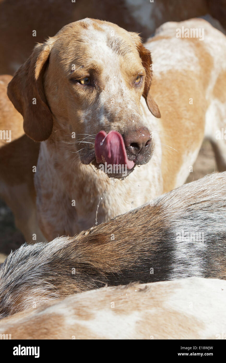 dog drinking trough