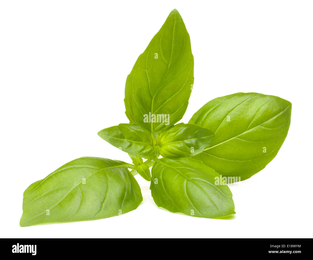 Sweet basil leaves isolated on white background Stock Photo Alamy