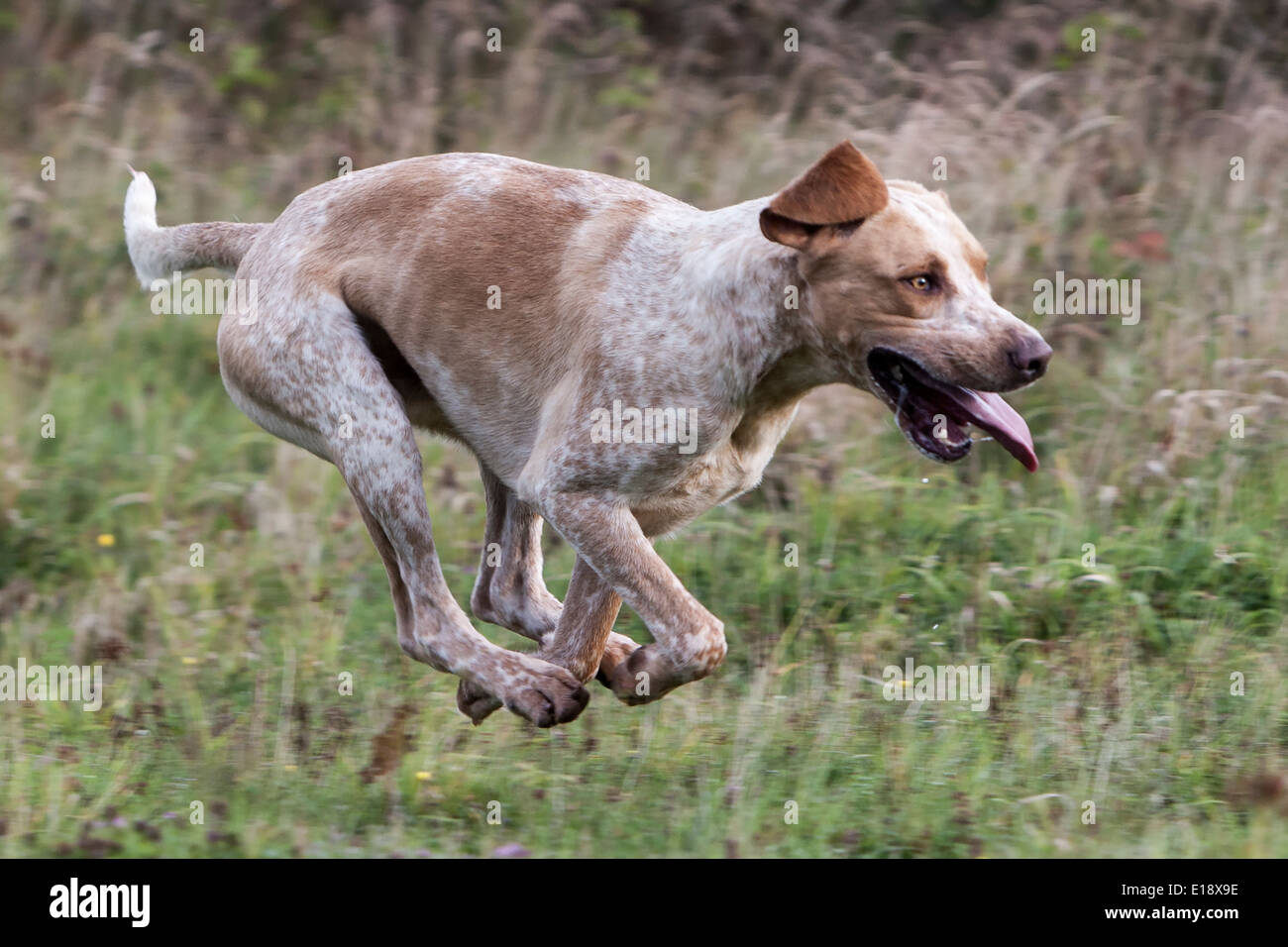 Foxhound running hi res stock photography and images Alamy