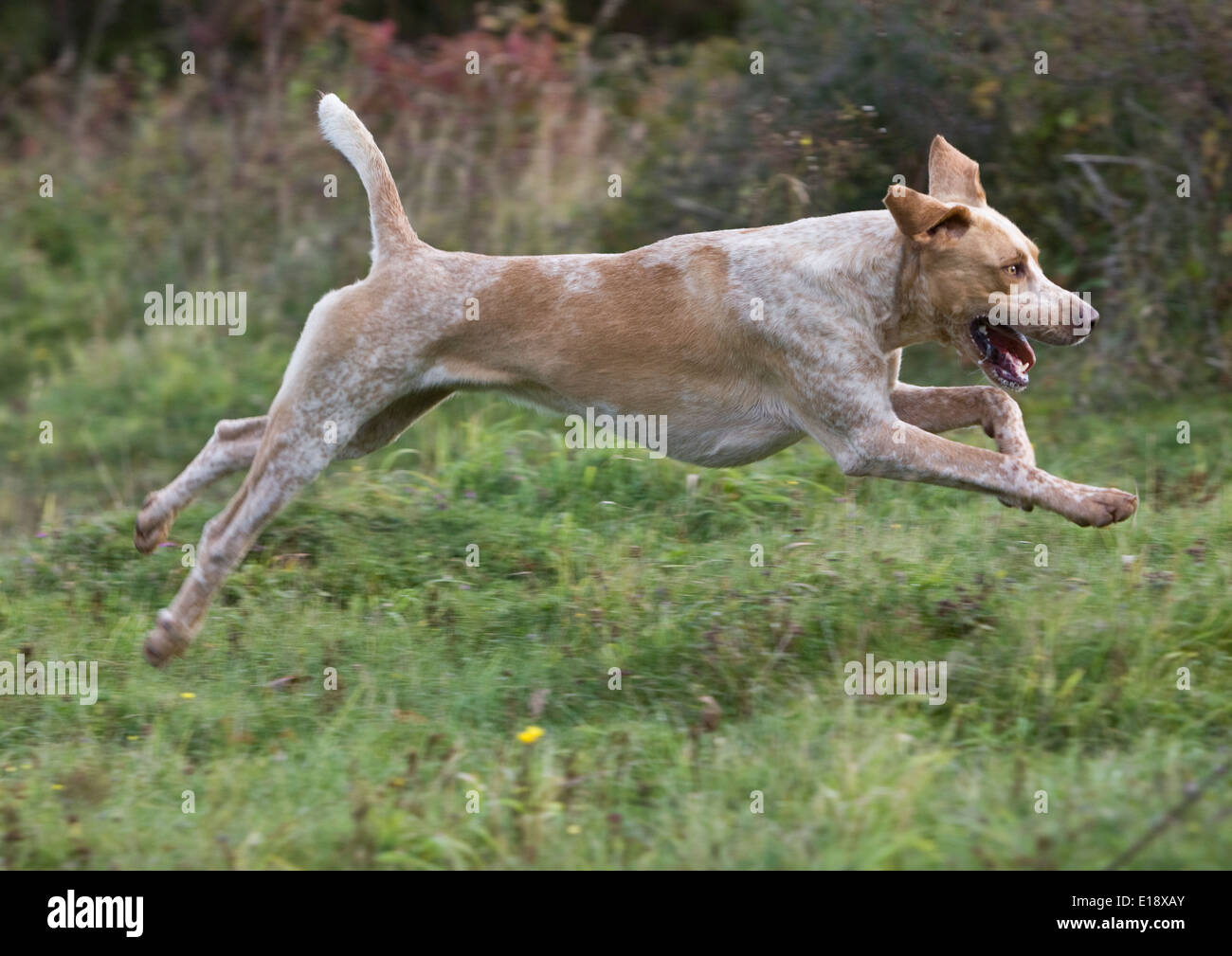 shih tzu and dachshund