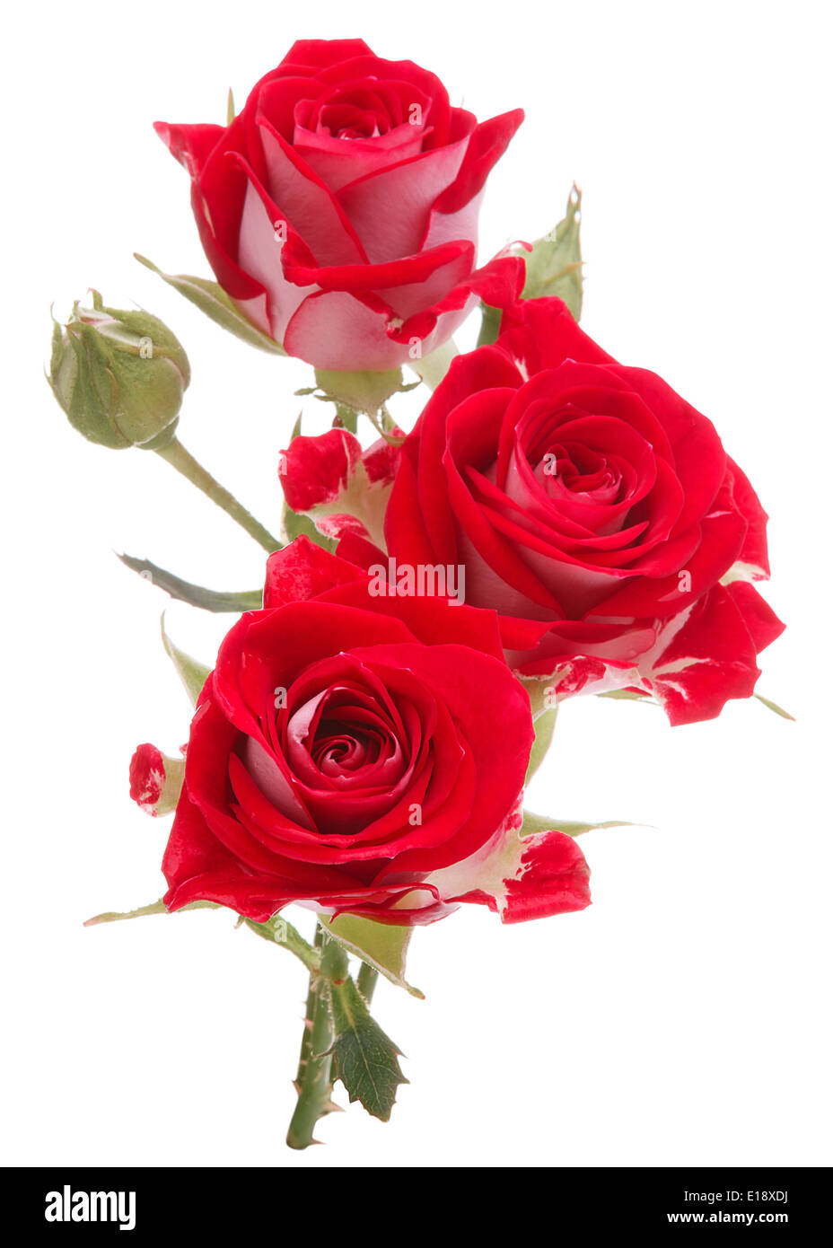 Red rose flower bouquet isolated on white background cutout Stock Photo ...