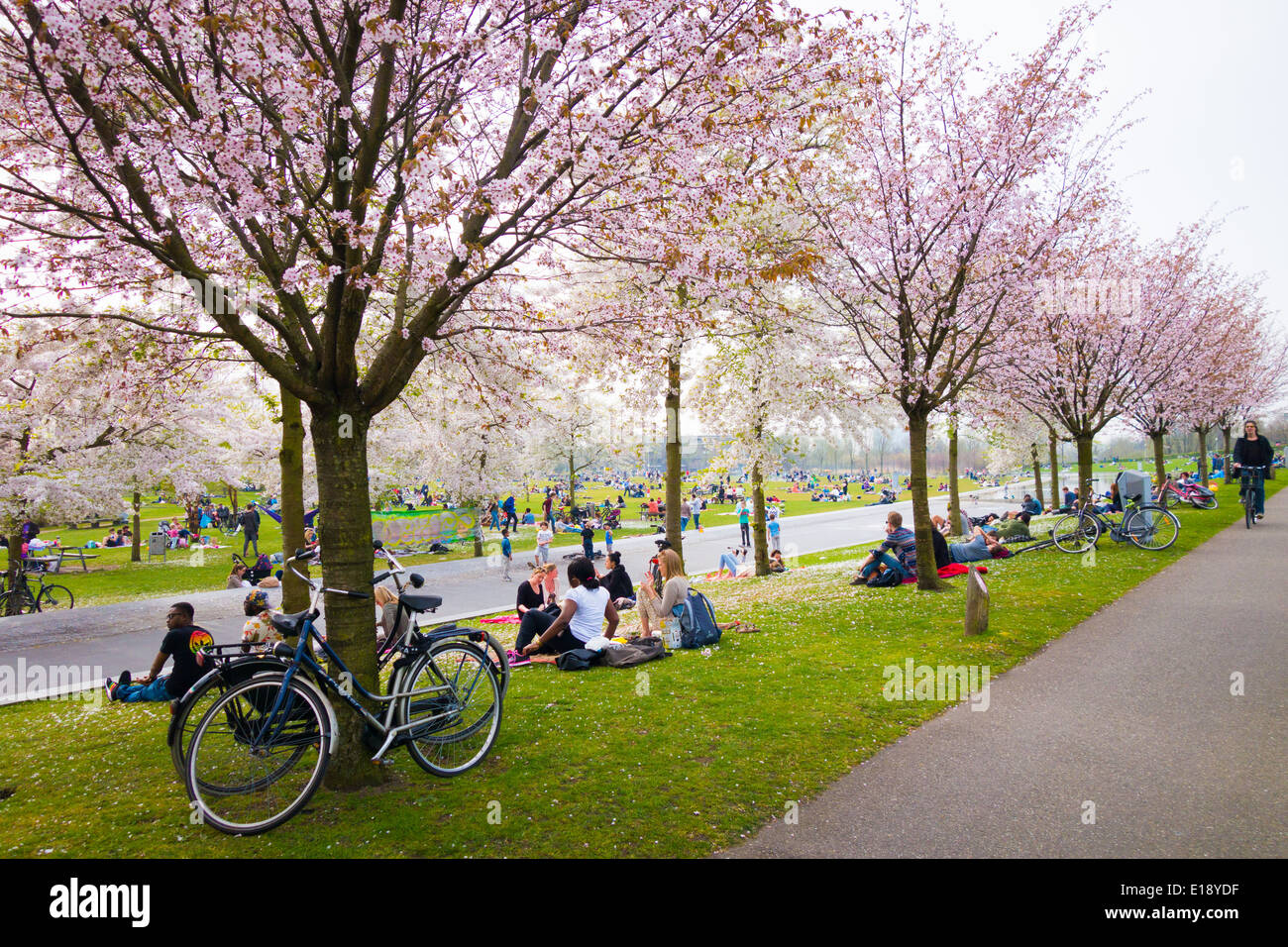 Cherry blossom Trees in bloom in Westerpark Amsterdam Stock Photo
